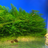 Christmas Moss - Aquariam Plant