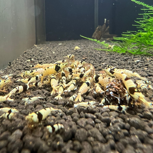 High Grade PBL/CBS Crystal Black Bee