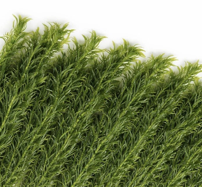 10 x Elodea Densa Oxygenating Pond Water Aquarium Live Plants