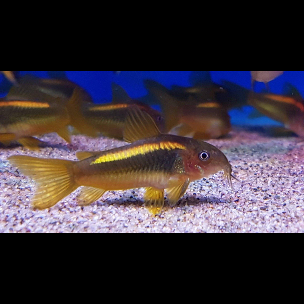 Gold Laser Corydoras Fish (CW010)