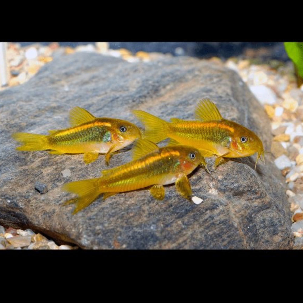 Gold Laser Corydoras Fish (CW010)