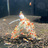 Premium Shrimp UK Lubao Bags