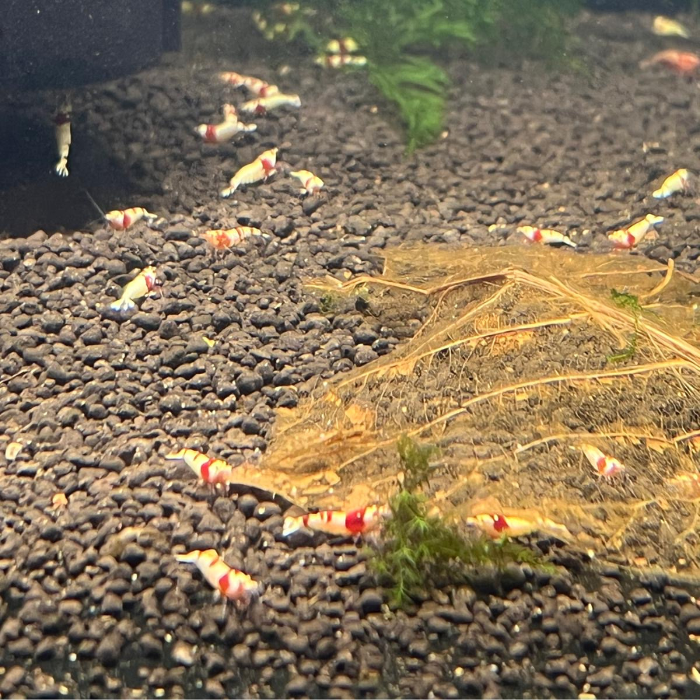High Grade PRL/CRB Crystal Red Bee