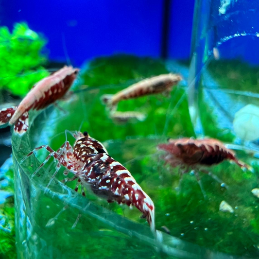High Grade Red Galaxy Fishbone