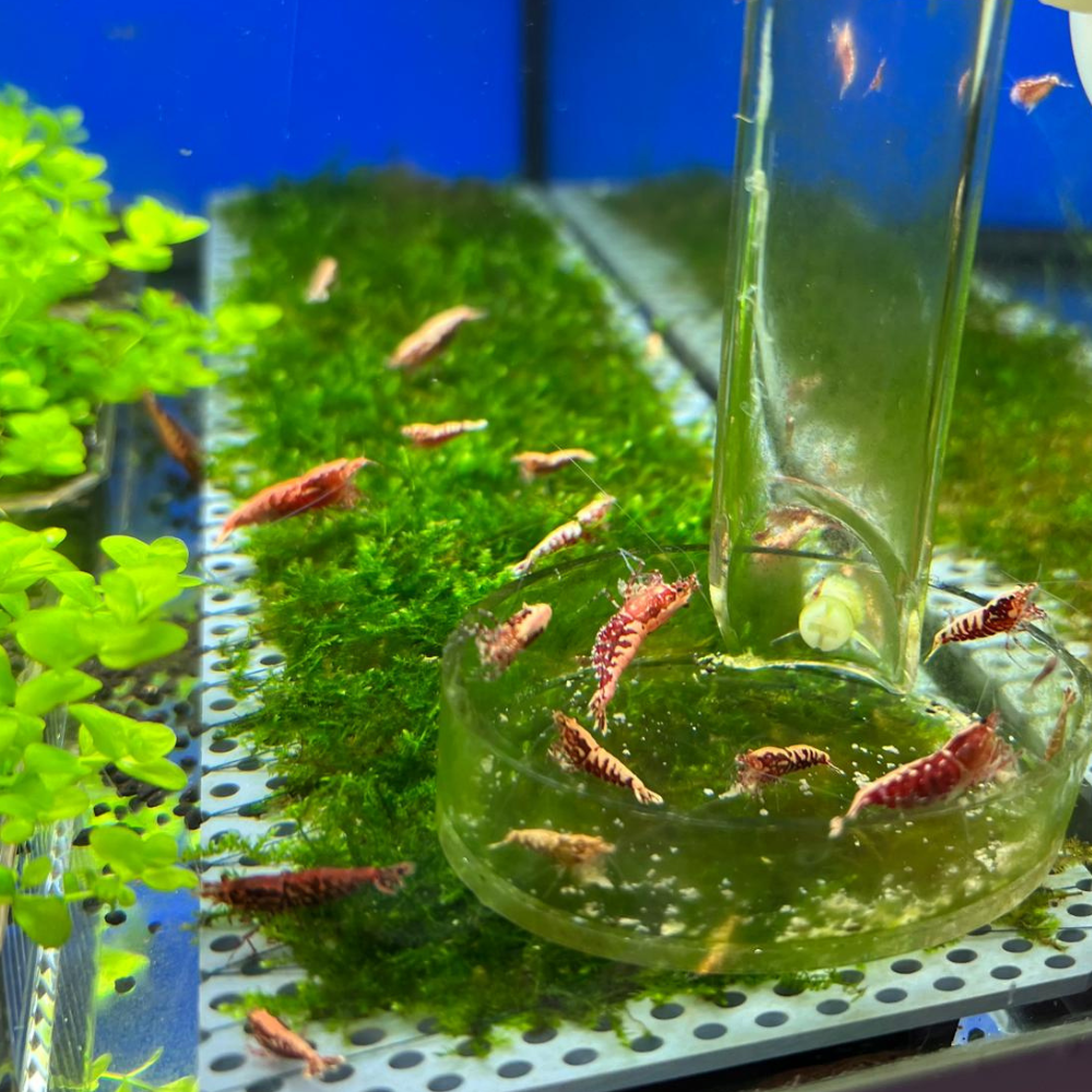 High Grade Red Galaxy Fishbone