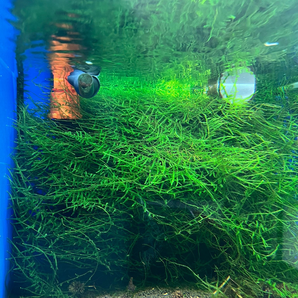 Premium Java Moss - Aquarium Plant – Premium Shrimp Uk