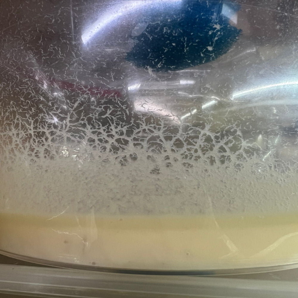 Microworm Culture Starter (Panagrellus)