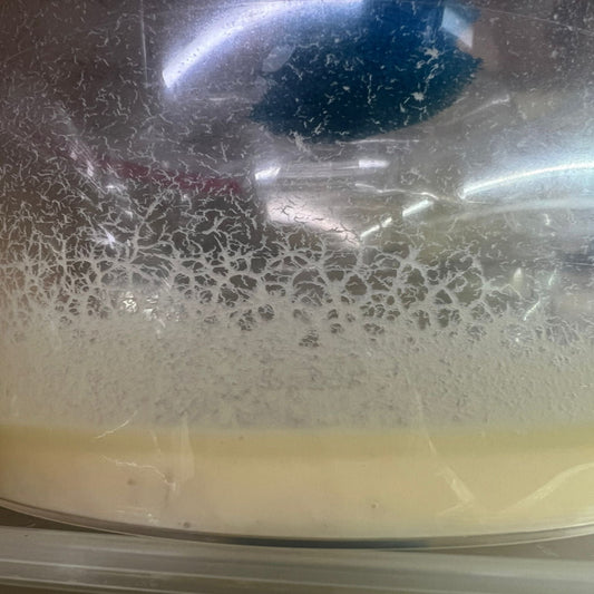 Microworm Culture Starter (Panagrellus)