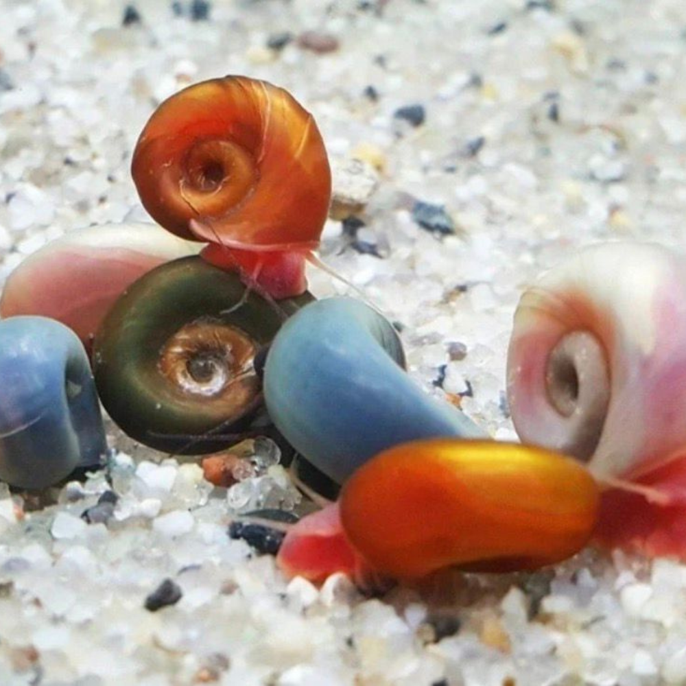 Mixed Colour Ramshorn Snail