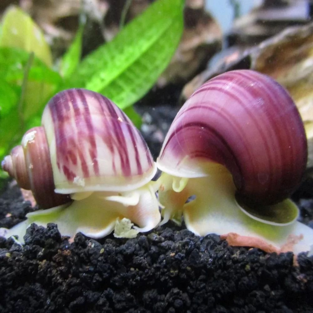 Rare Magenta Mystery Snail