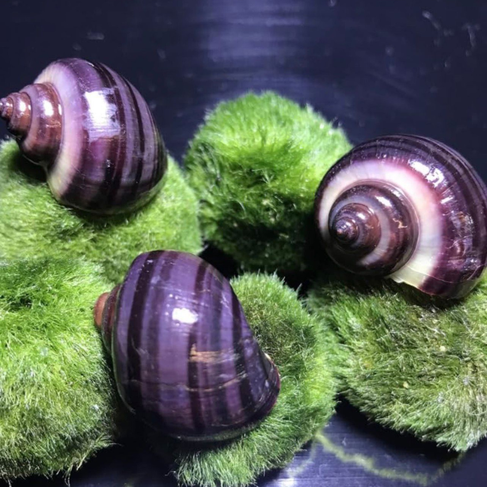 Rare Purple Mystery Snail