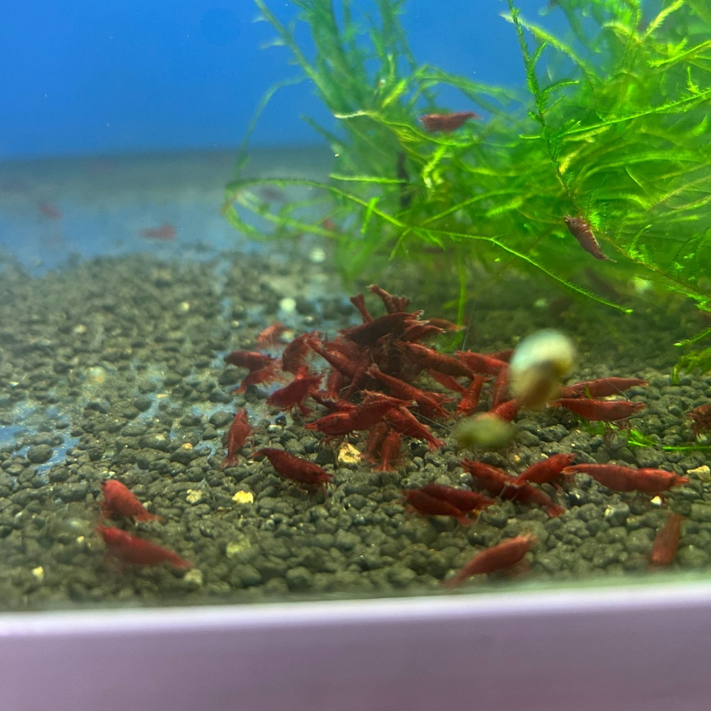 Best Grade Bloody Mary Neocaridina Shrimp