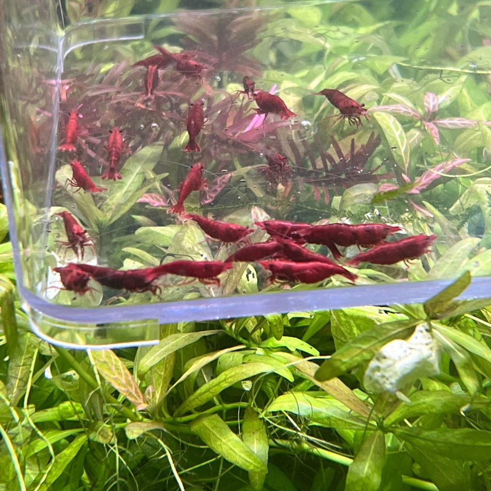 Best Grade Bloody Mary Neocaridina Shrimp (2 extra for each group of 10)