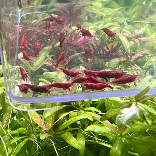 Best Grade Bloody Mary Neocaridina Shrimp