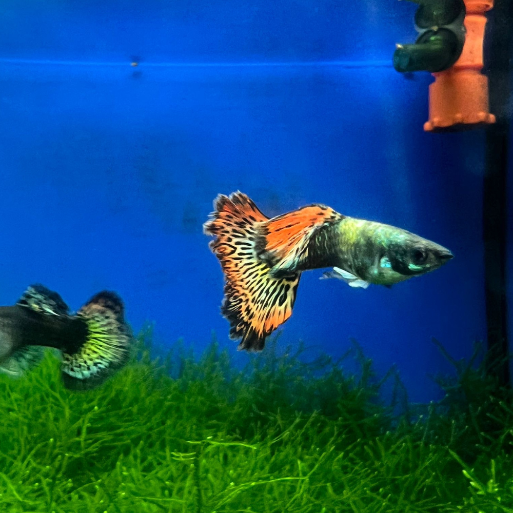 Red Dragon Guppy - Breeding Pair