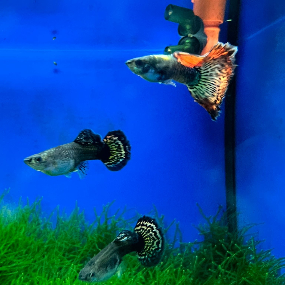 Red Dragon Guppy - Breeding Pair