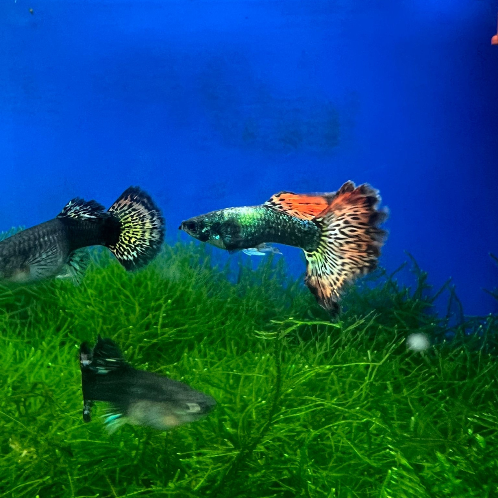 Red Dragon Guppy - Breeding Pair