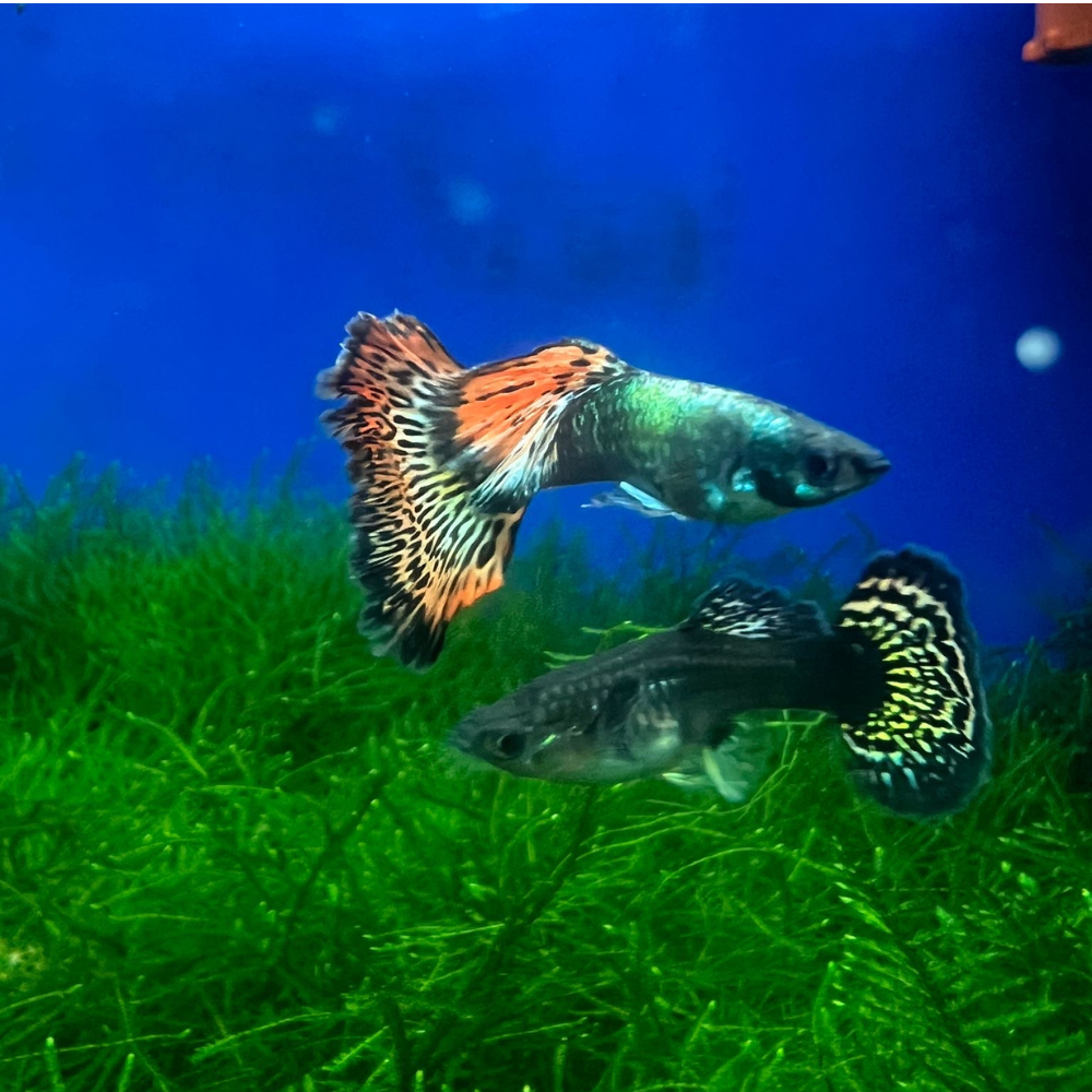 ( Limited Time Sale! ) Reg Dragon Guppy Fry Pack