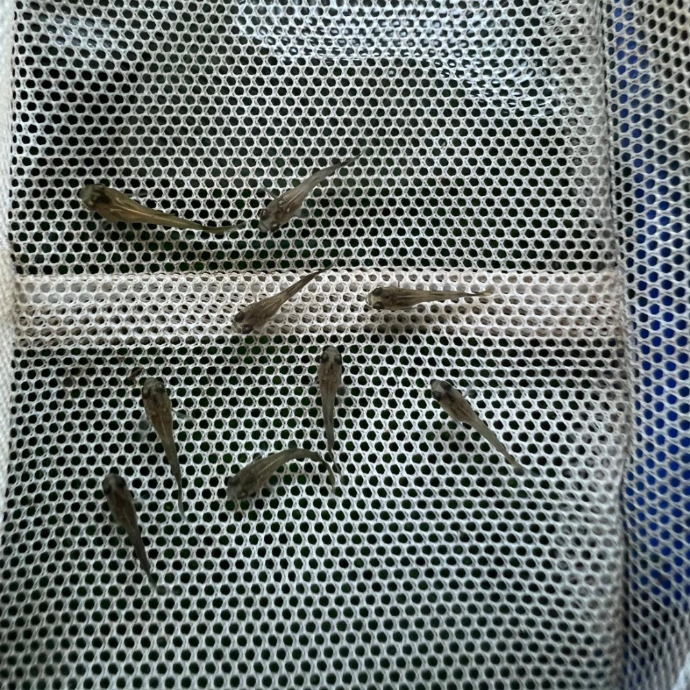 ( Limited Time Sale! ) Reg Dragon Guppy Fry Pack