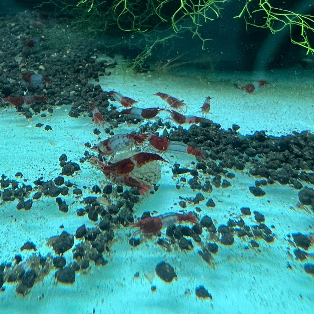 Super High Grade Red Rili Neocaridina Shrimp