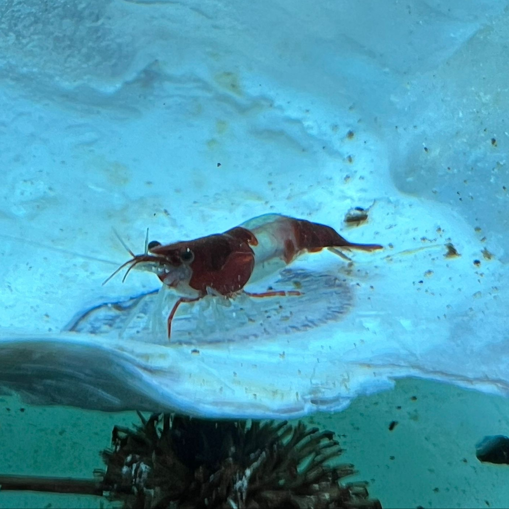 Super High Grade Red Rili Neocaridina Shrimp