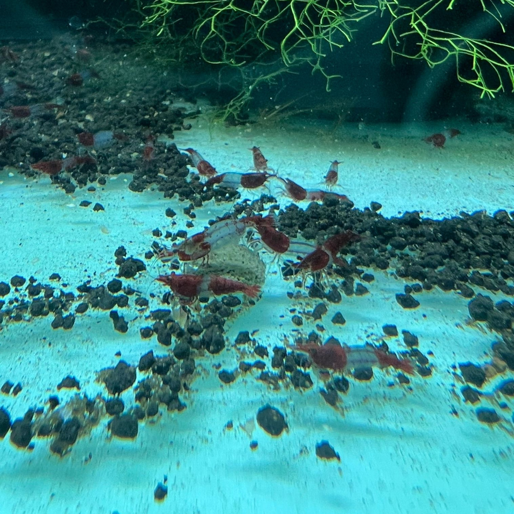 Super High Grade Red Rili Neocaridina Shrimp