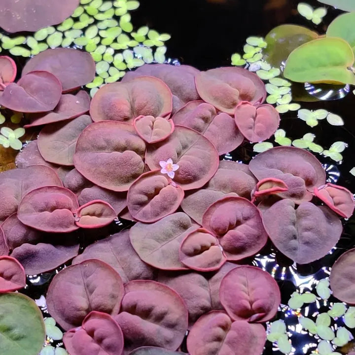 Phyllanthus Fluitans Red Rooter Aquarium Floating Plant