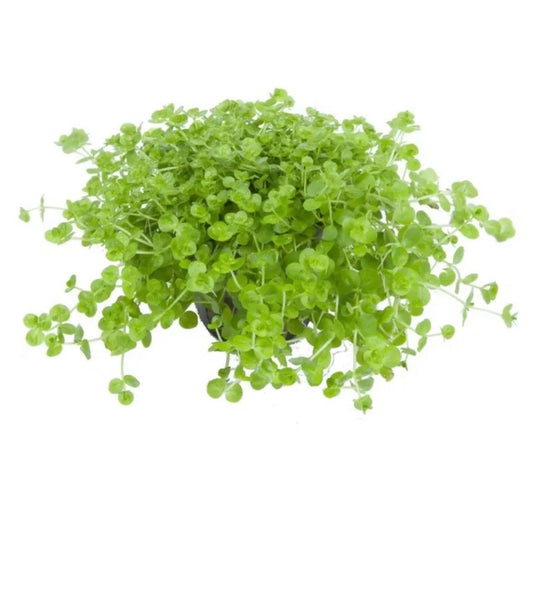 Micranthemum Umbrosum Aquarium Plant