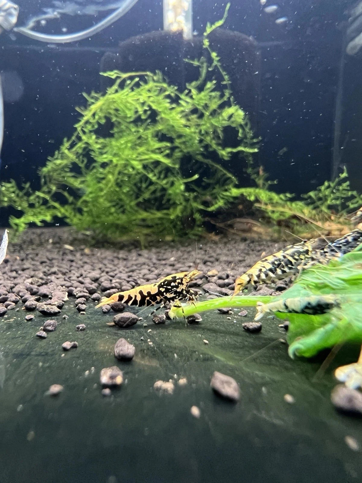 High-Grade Black Galaxy Fishbone