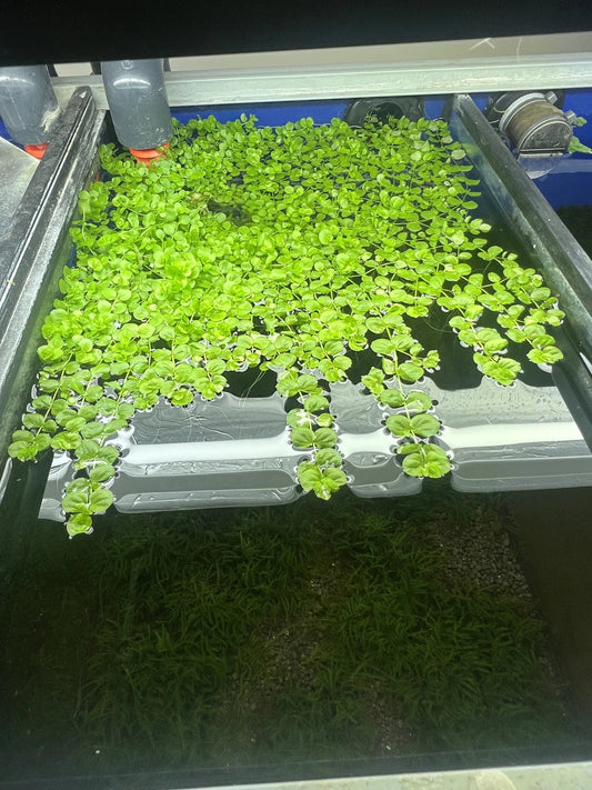 Micranthemum Umbrosum Aquarium Plant