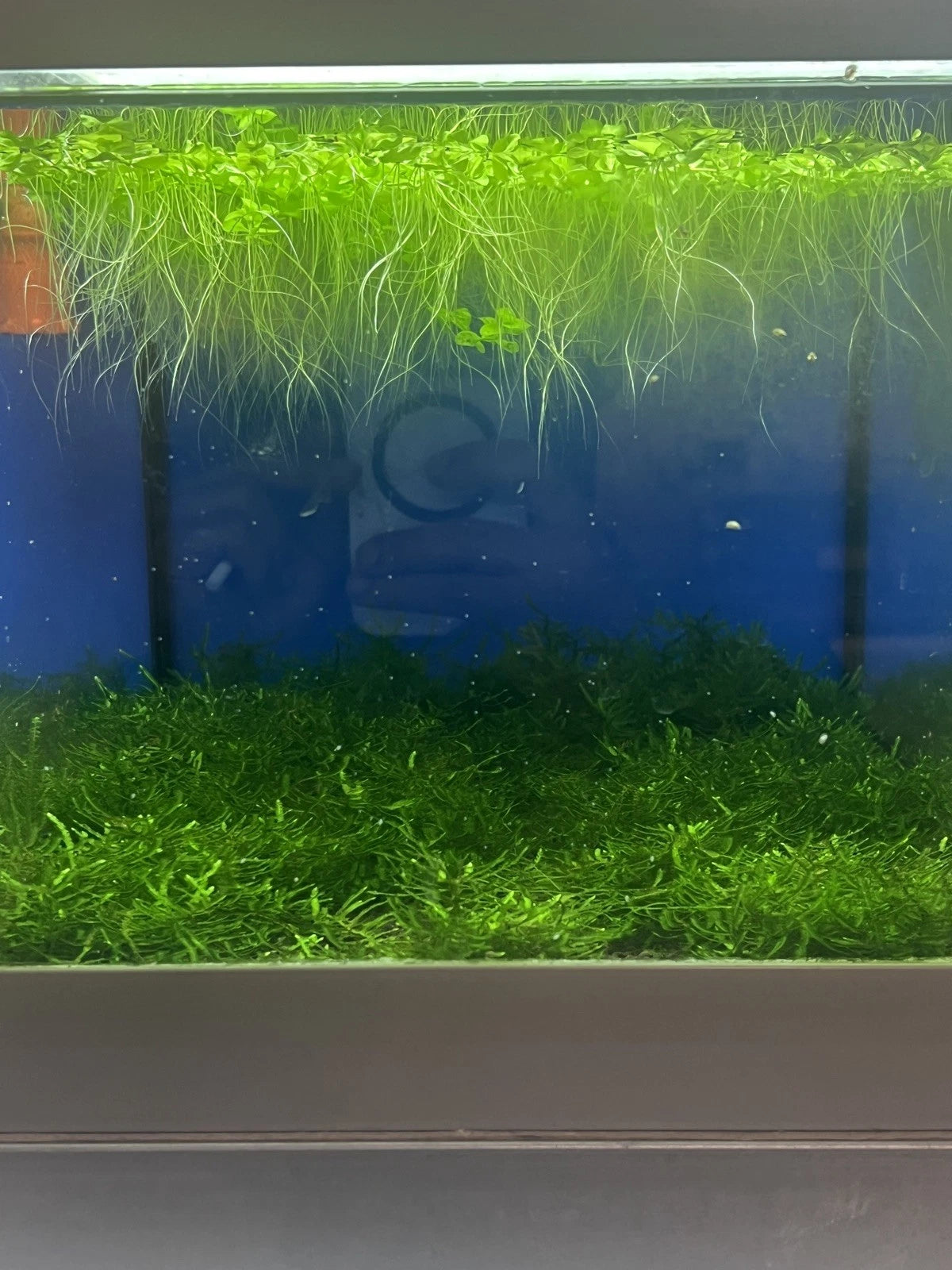 Micranthemum Umbrosum Aquarium Plant