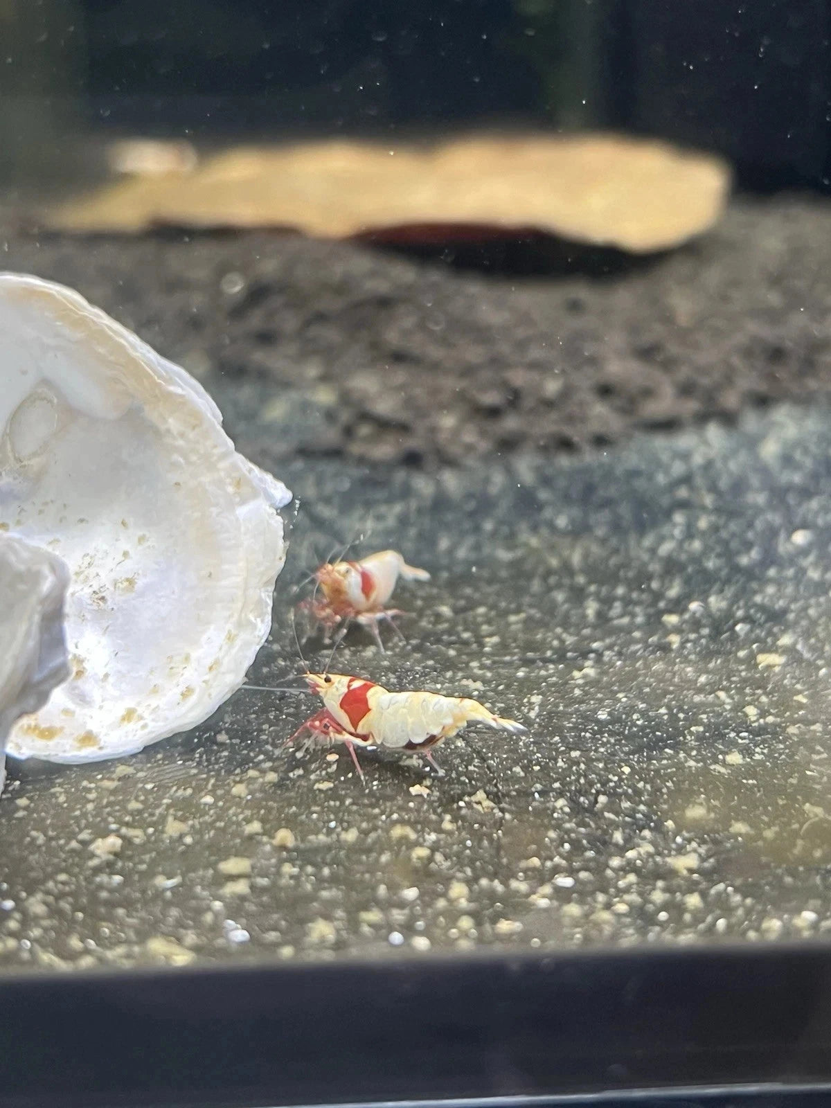 High Grade PRL/CRB Crystal Red Bee