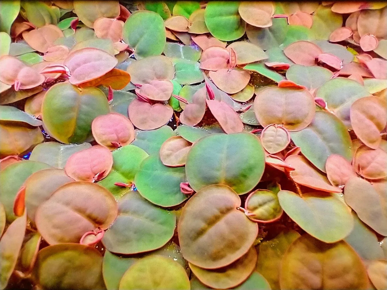 Phyllanthus Fluitans Red Rooter Aquarium Floating Plant