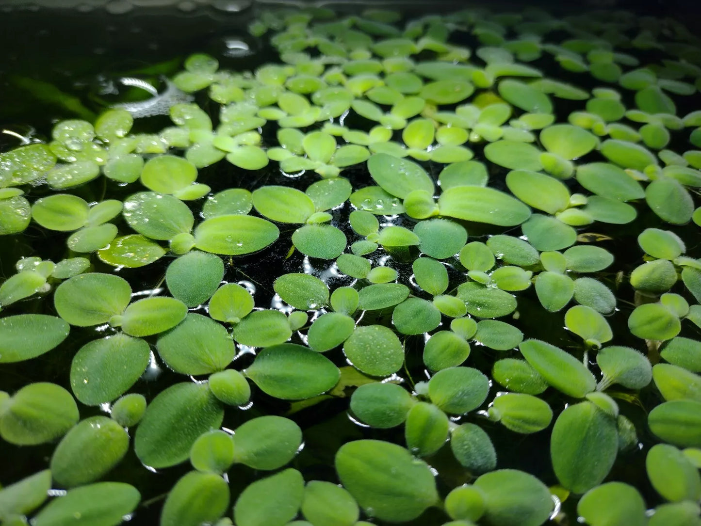Water Lettuce Pistia Stratiotes Floating Live Aquarium Plants for Fish Tanks