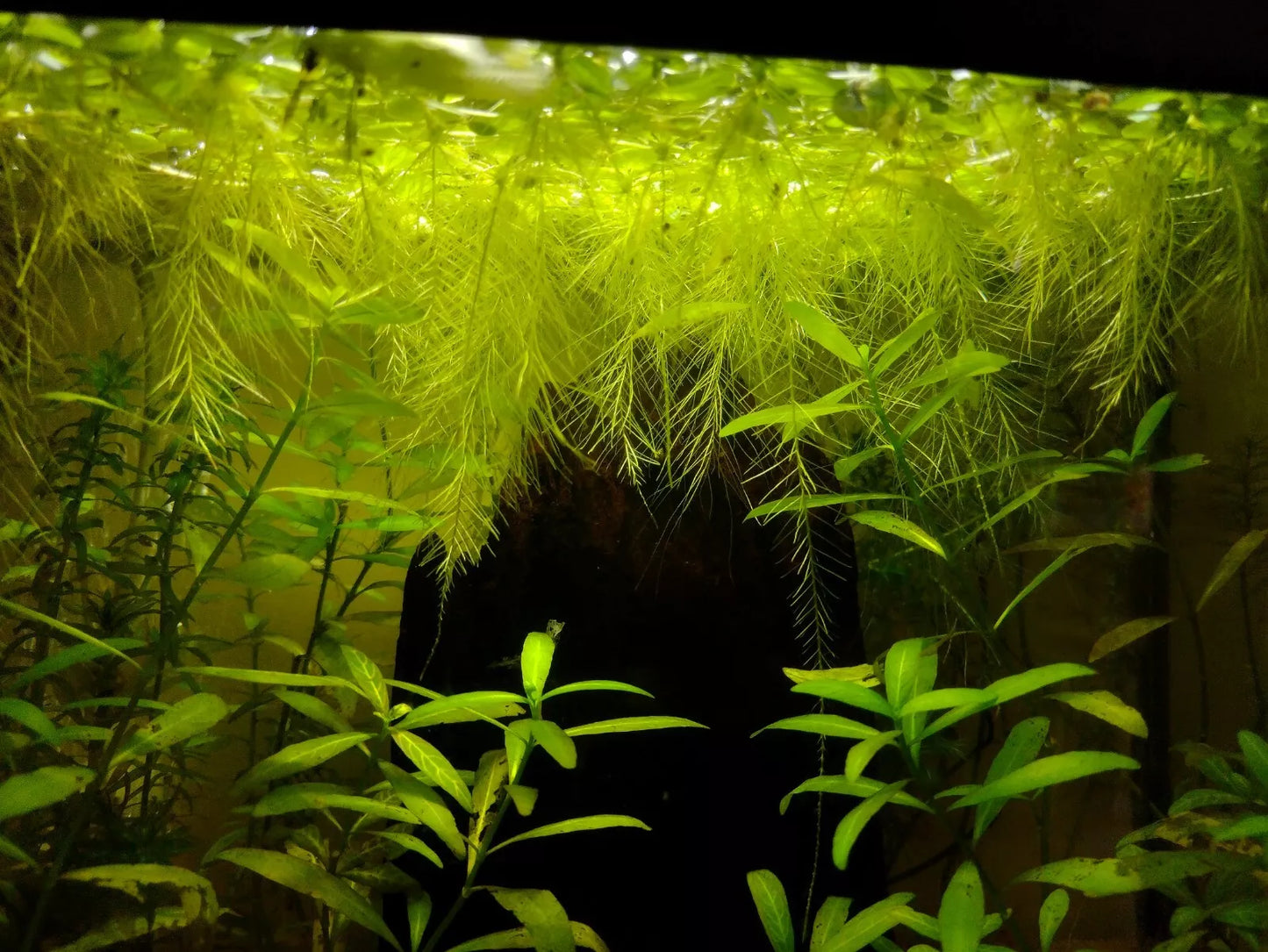 Water Lettuce Pistia Stratiotes Floating Live Aquarium Plants for Fish Tanks