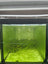 Premium Shrimp UK BioStart Bacterial Powder, Biofilm Builder-Shrimp Tank Starter