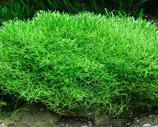 Riccia fluitans–Floating Aquarium Plant–Natural Nitrate Remover-Fry Shelter