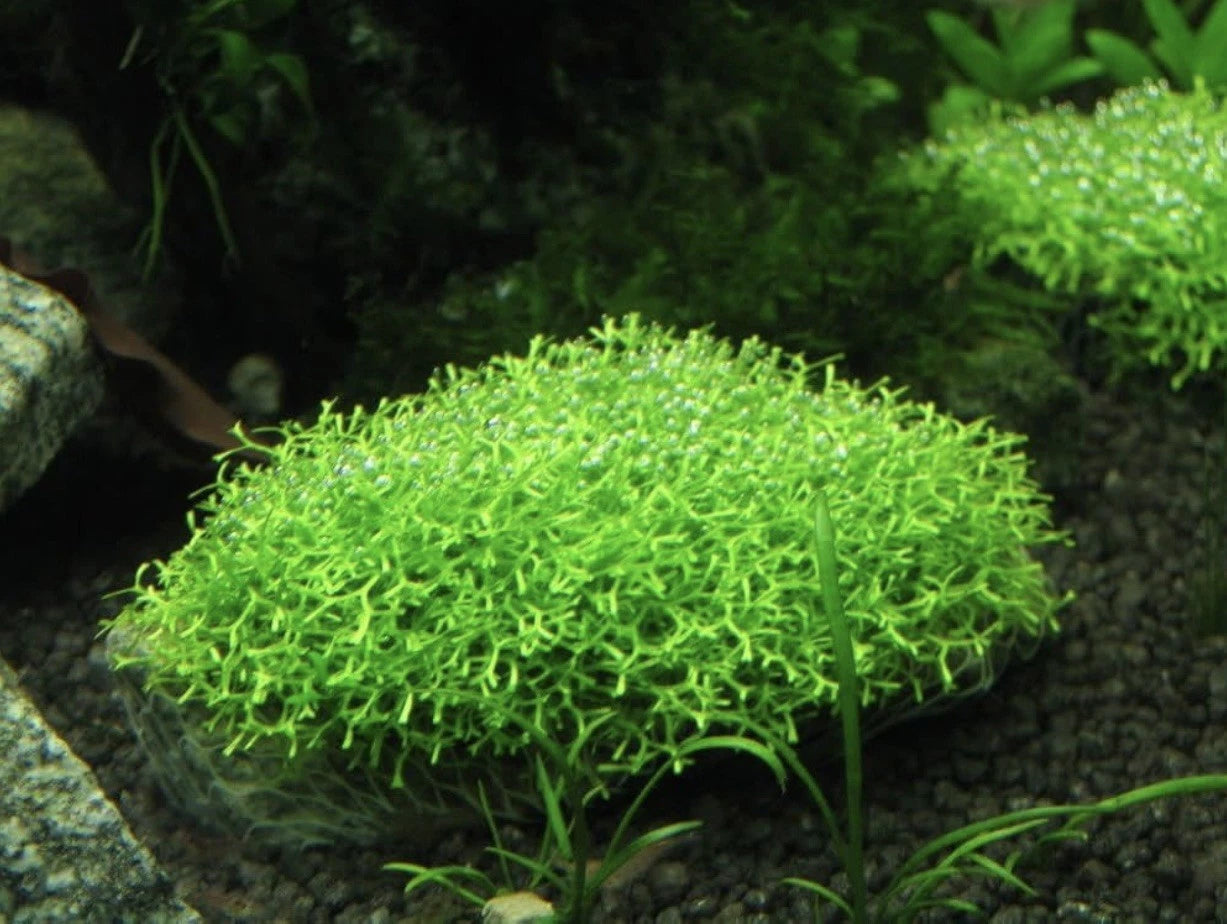 Riccia fluitans–Floating Aquarium Plant–Natural Nitrate Remover-Fry Shelter