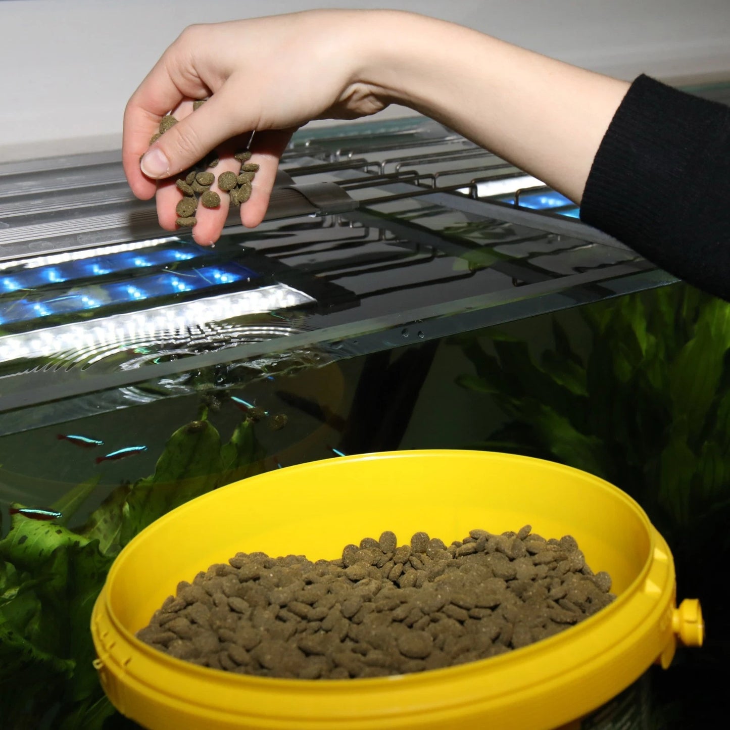 ( REFILL ) JBL ProNovo Pleco Aquarium Wafers Tropical Fish Food