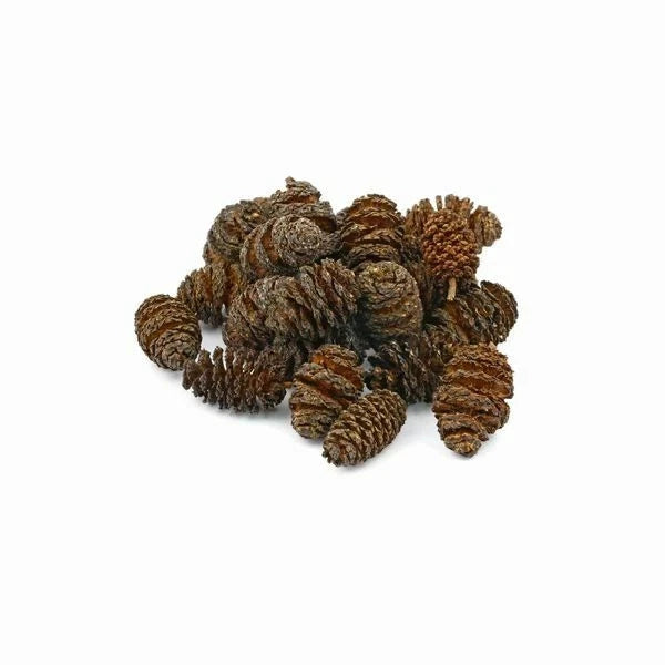 Natural Alder Cones for Shrimp & Aquarium