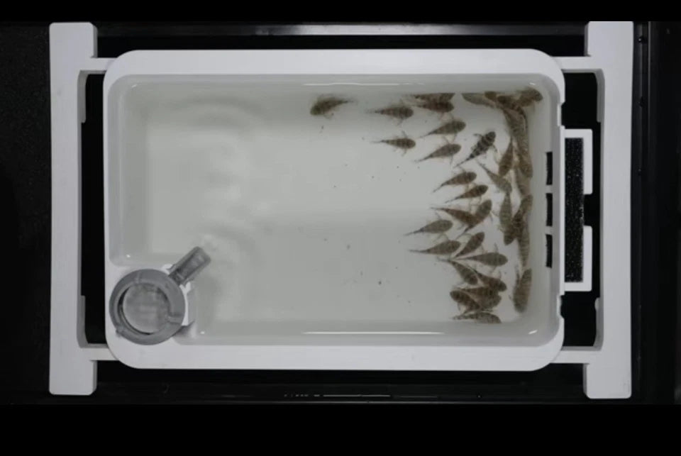 3D Printed Aquarium Breeder Box Air Driven Fry Tray